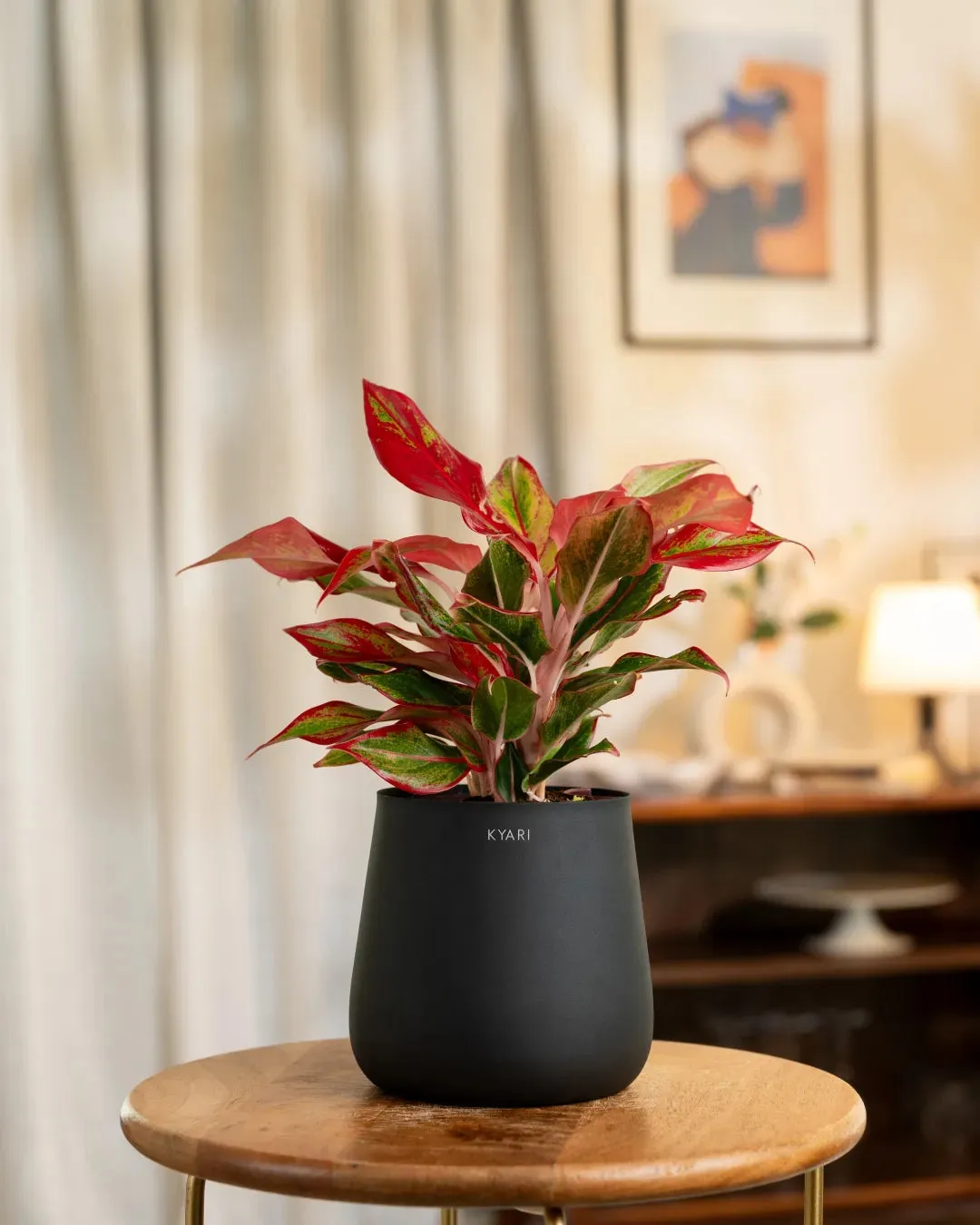 Aglaonema Lipstick Plant with Medium Self Watering Pot