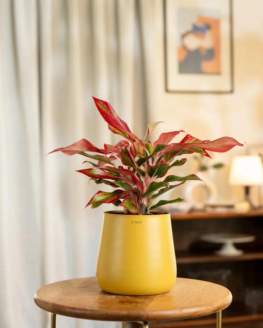 Aglaonema Lipstick Plant with Medium Self Watering Pot