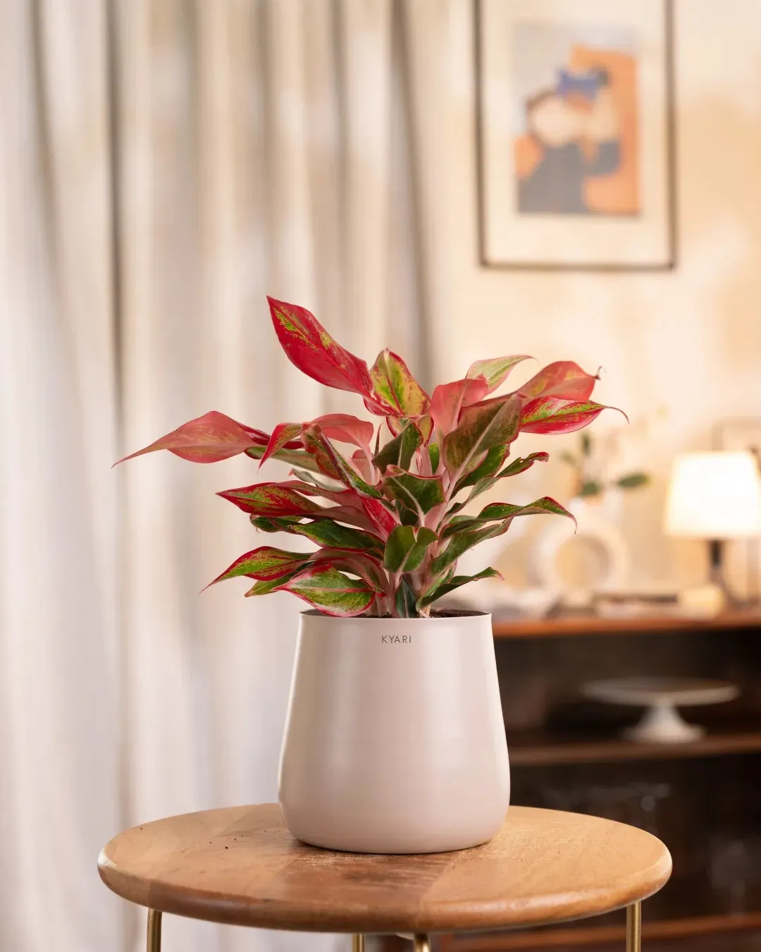 Aglaonema Lipstick Plant with Medium Self Watering Pot