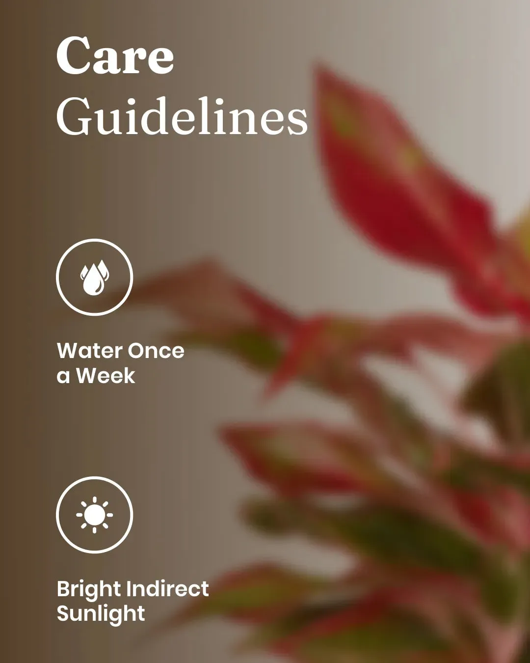 Aglaonema Lipstick Plant with Medium Self Watering Pot