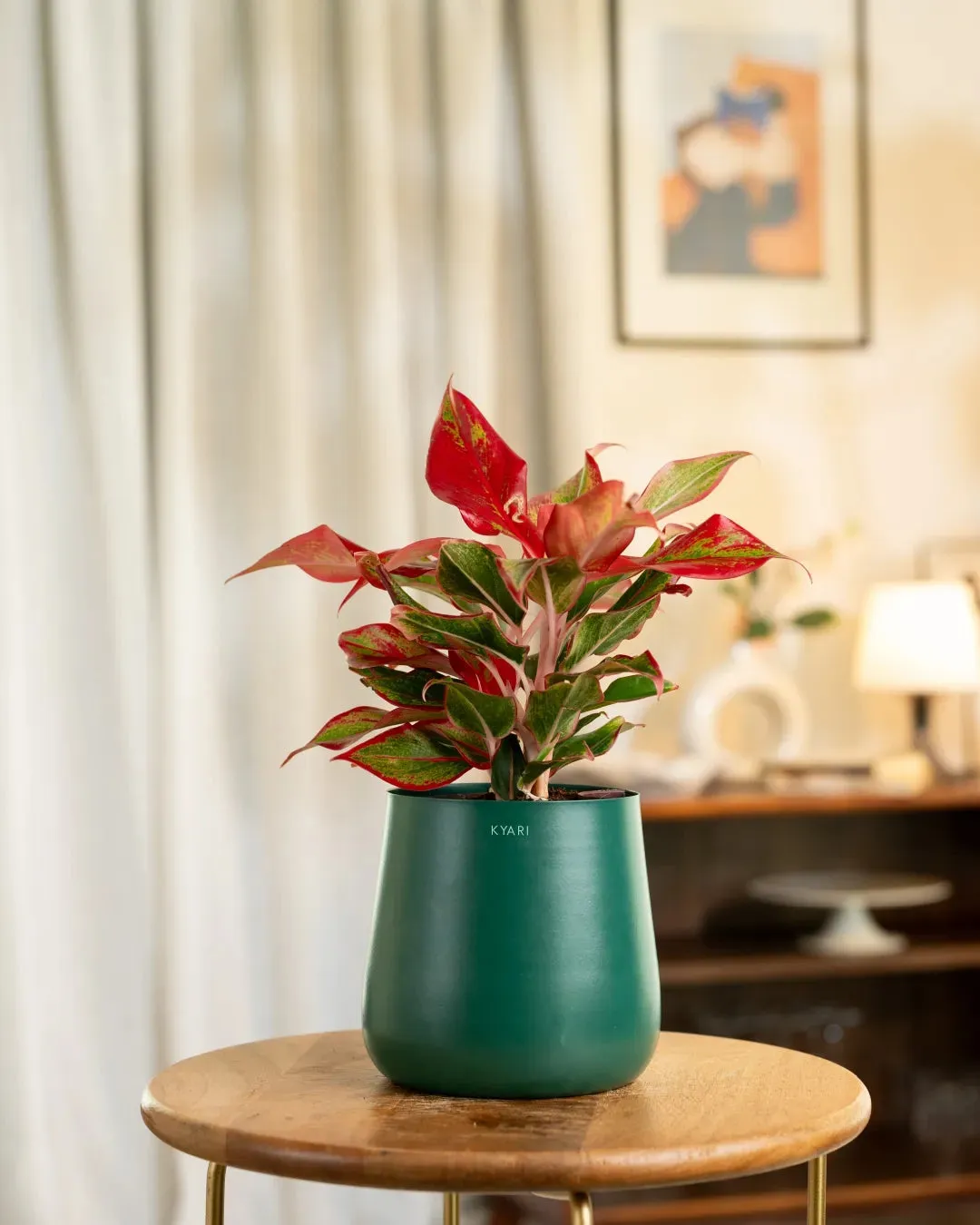 Aglaonema Lipstick Plant with Medium Self Watering Pot