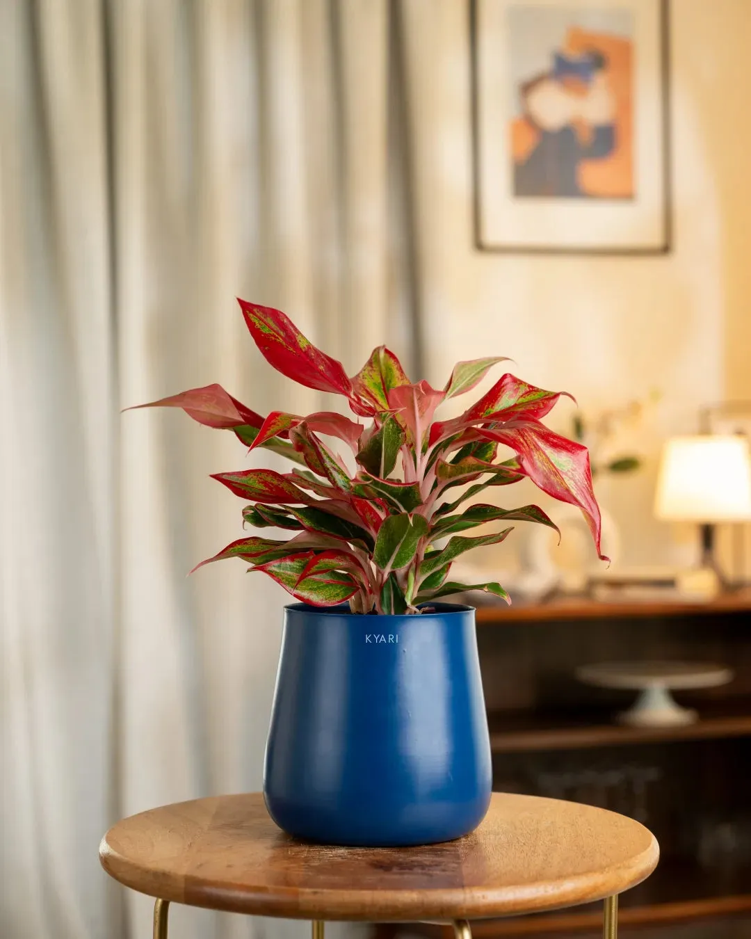 Aglaonema Lipstick Plant with Medium Self Watering Pot