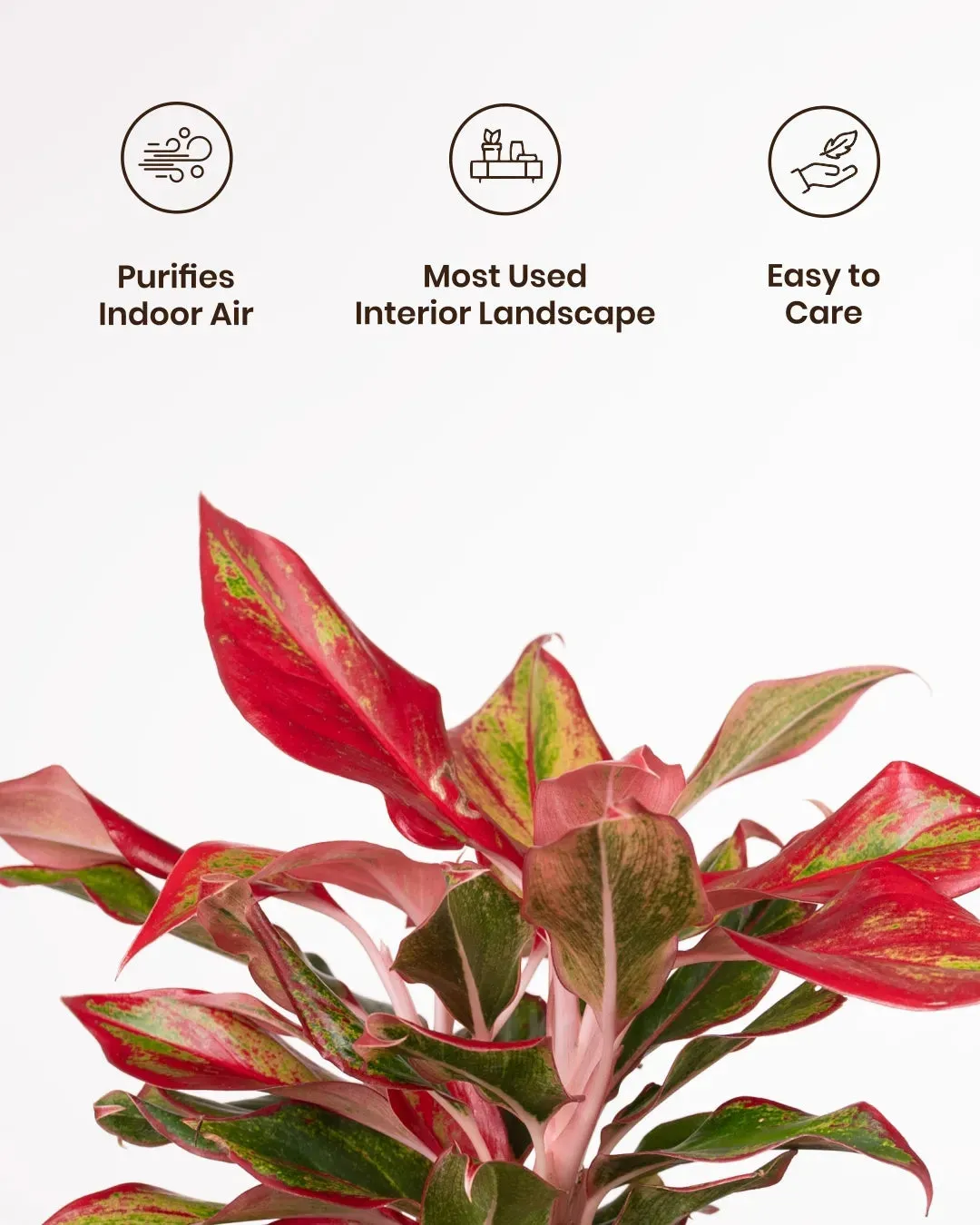 Aglaonema Lipstick Plant with Medium Self Watering Pot