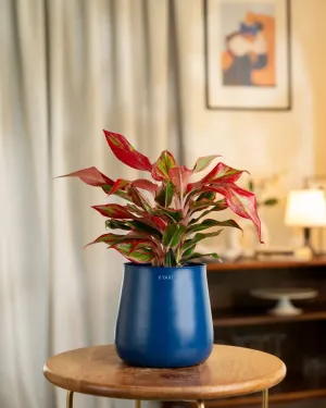 Aglaonema Lipstick Plant with Medium Self Watering Pot