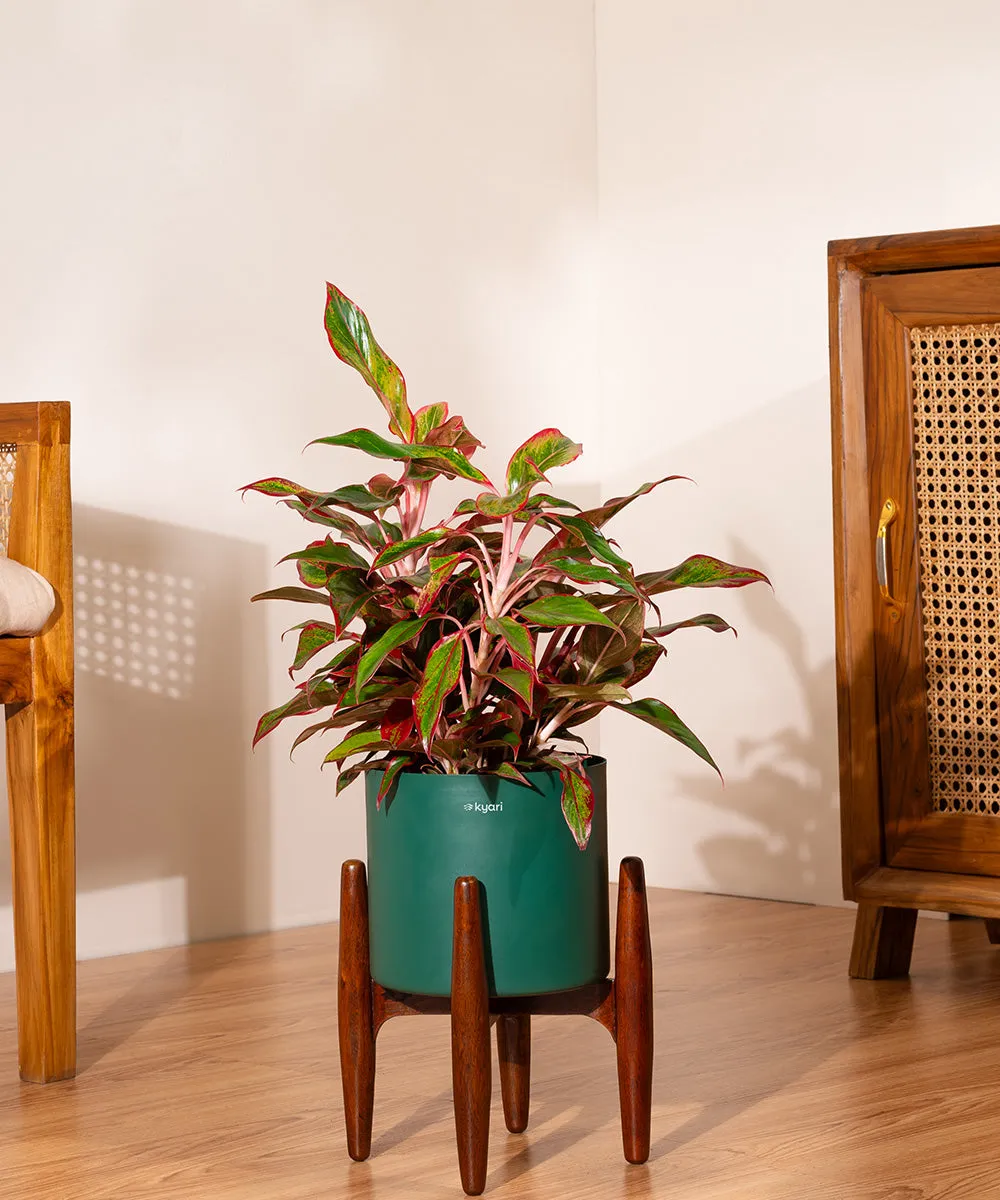 Aglaonema Lipstick Plant with Zen Planter