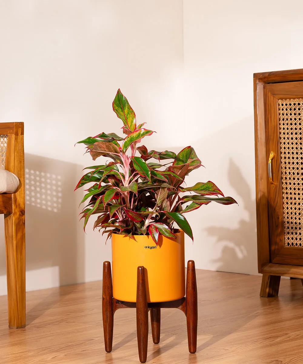 Aglaonema Lipstick Plant with Zen Planter