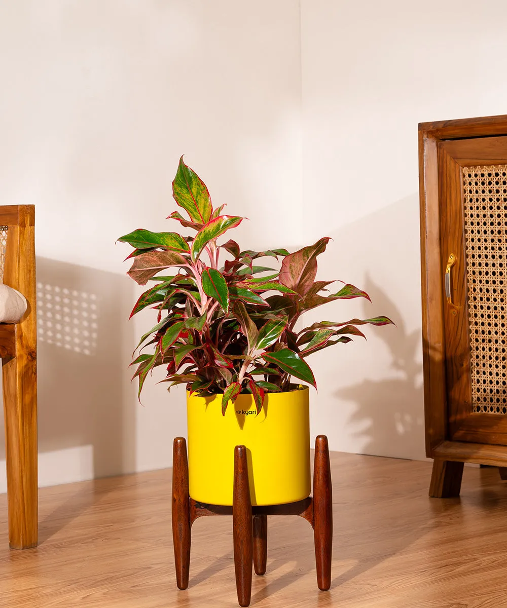 Aglaonema Lipstick Plant with Zen Planter
