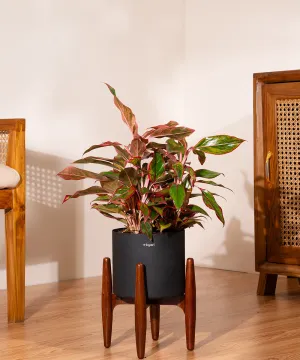 Aglaonema Lipstick Plant with Zen Planter