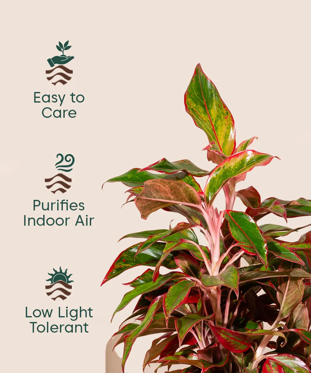 Aglaonema Lipstick Plant with Zen Planter