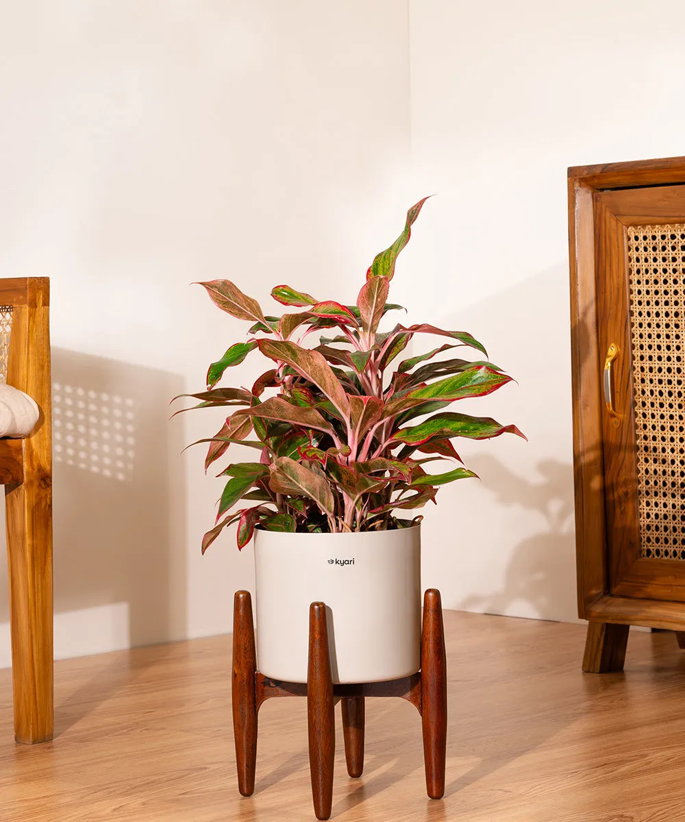 Aglaonema Lipstick Plant with Zen Planter