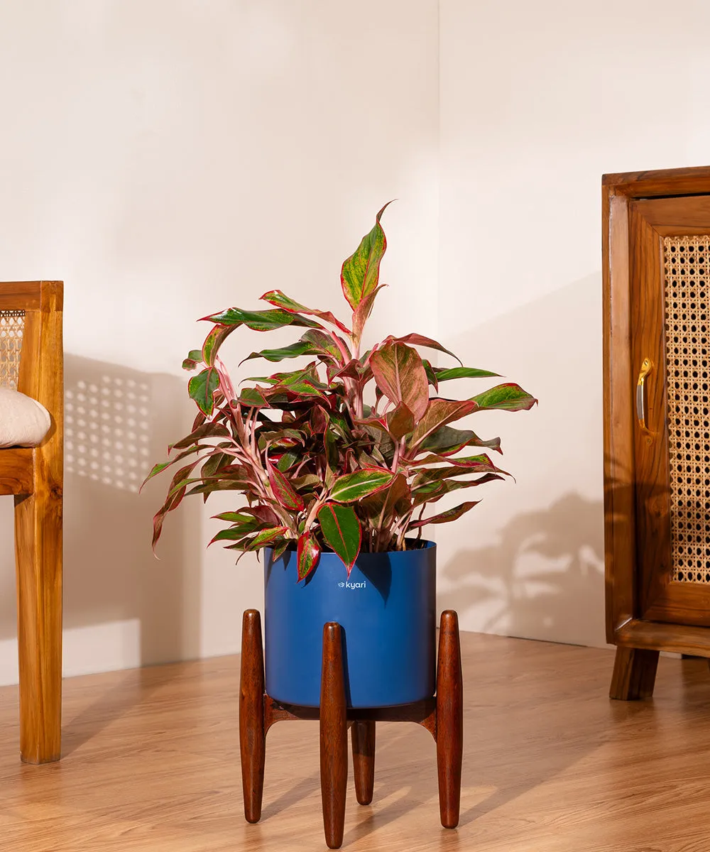 Aglaonema Lipstick Plant with Zen Planter