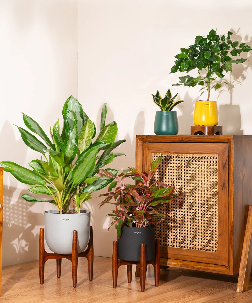 Aglaonema Lipstick Plant with Zen Planter