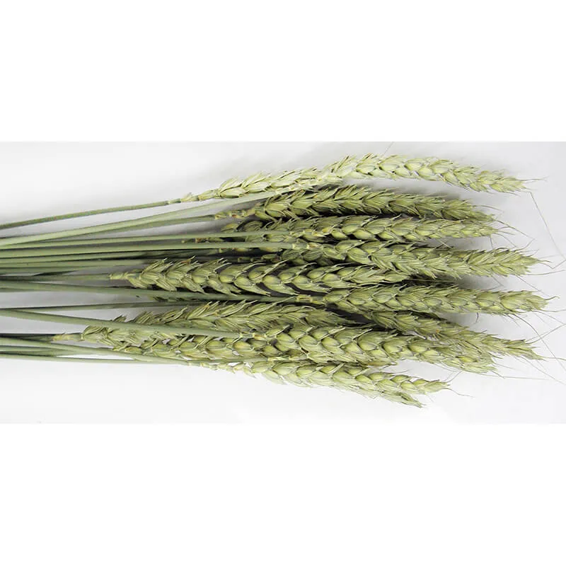 Brown's Tropical Carnival Wheat Sprays Foraging Treat