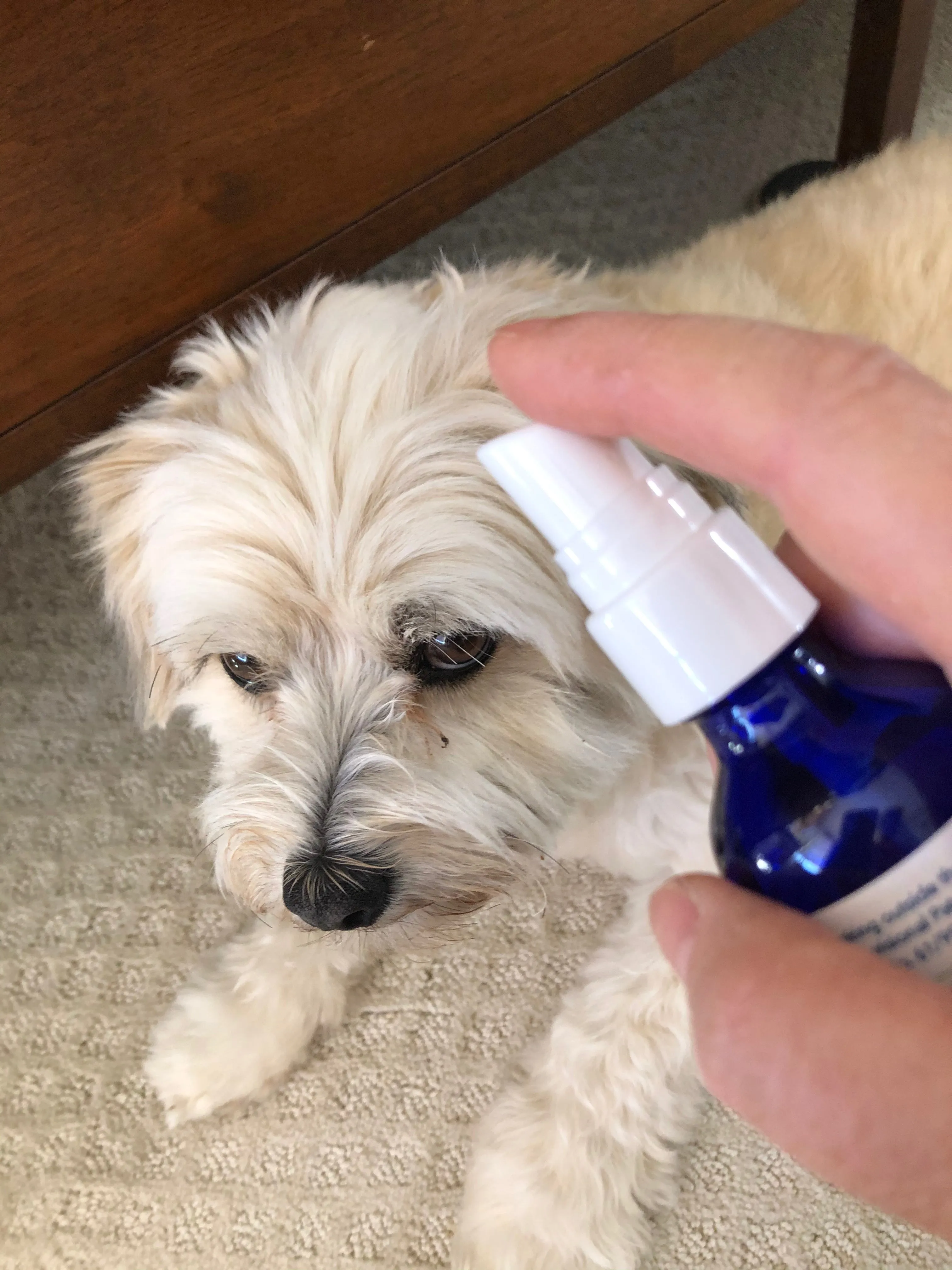 Calm - for relaxed behavior before travel, vet visits, nail trims, thunderstorms and stressful situations