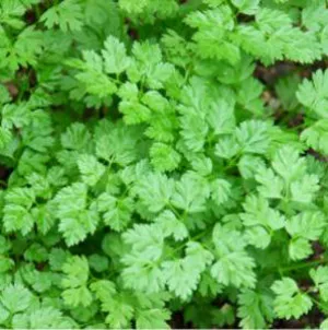 Chervil