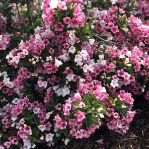 Czechmark Trilogy Weigela (Weigela florida) - 30cm - 3 Gallon Potted Shrub