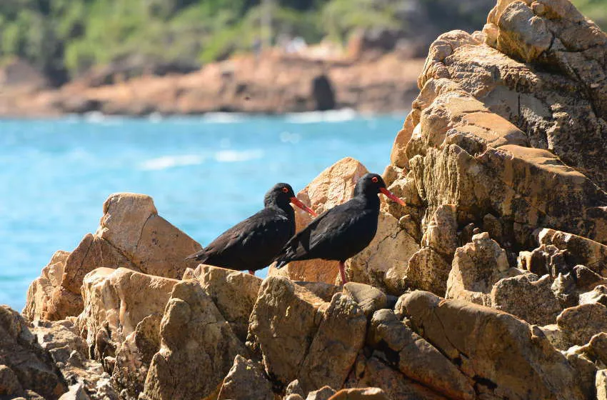 Marine Eco Tour Knysna Garden Route