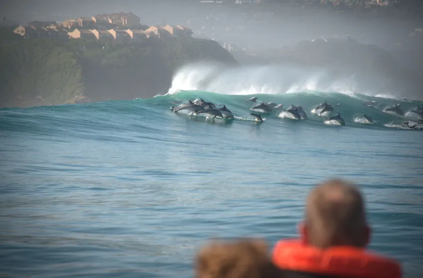Marine Eco Tour Knysna Garden Route