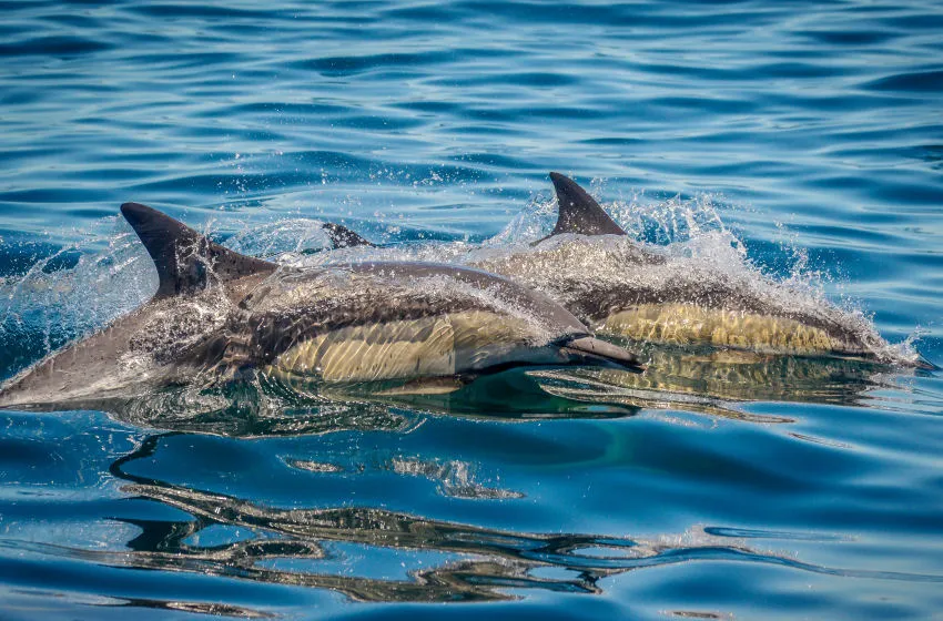 Marine Eco Tour Knysna Garden Route
