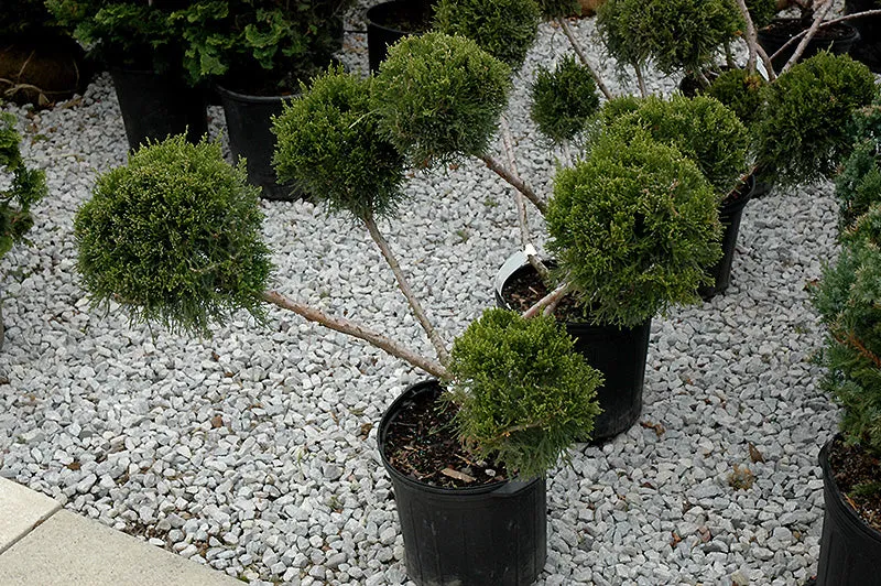 San Jose Juniper (pom pom) (Juniperus chinensis 'San Jose (pom pom)' - 100cm tall