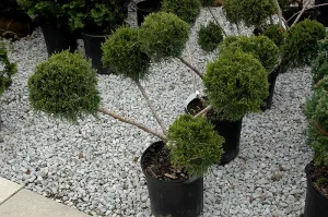 San Jose Juniper (pom pom) (Juniperus chinensis 'San Jose (pom pom)' - 100cm tall
