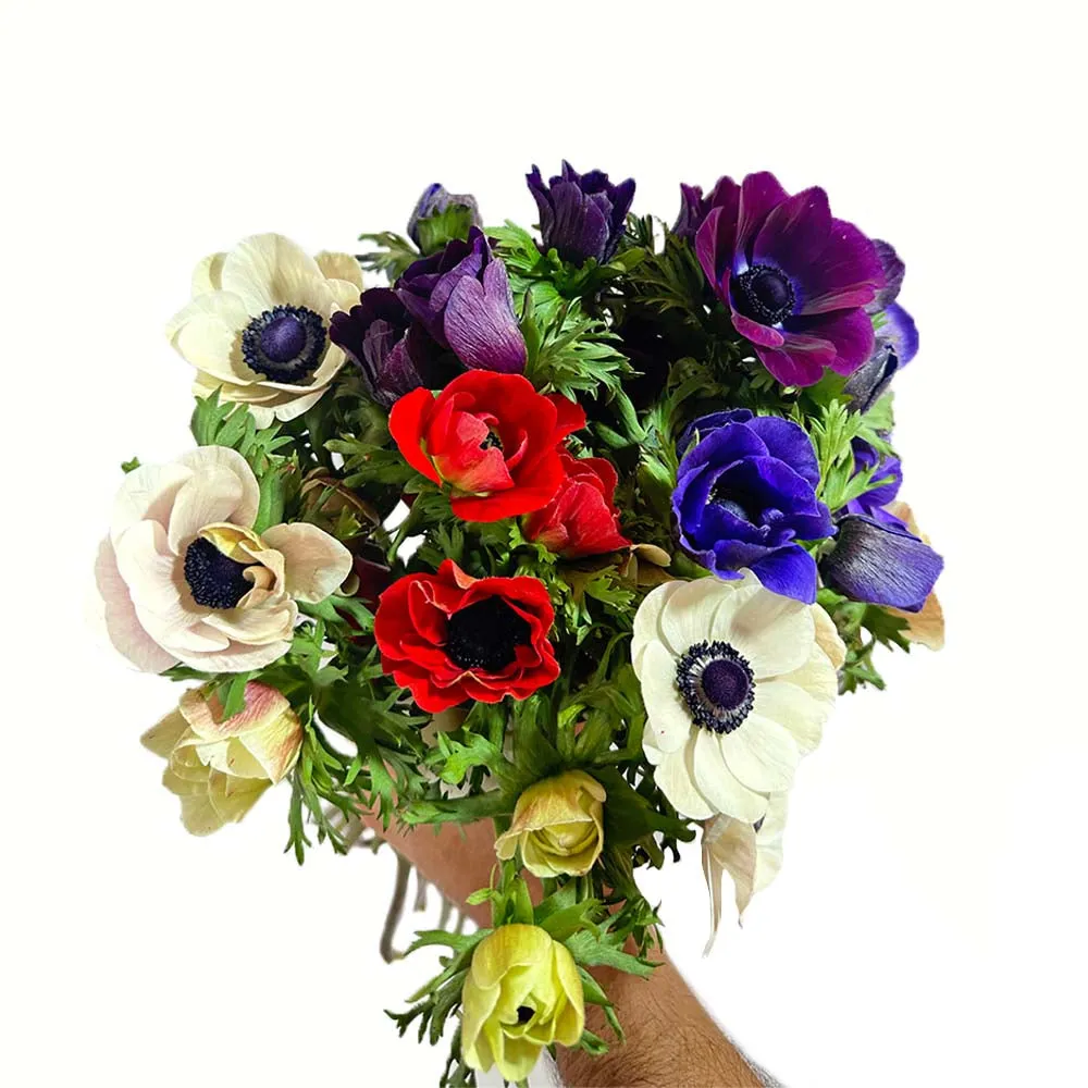 Windflowers | Anemones Flowers