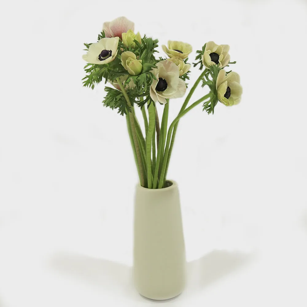 Windflowers | Anemones Flowers